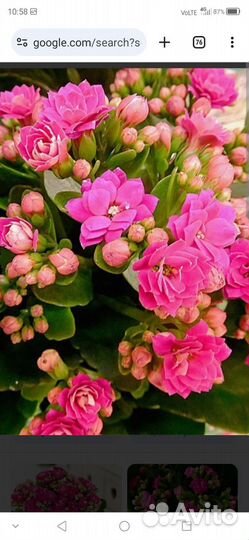 Каланхоэ цветущий