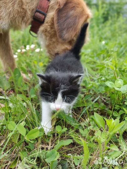 Котята
