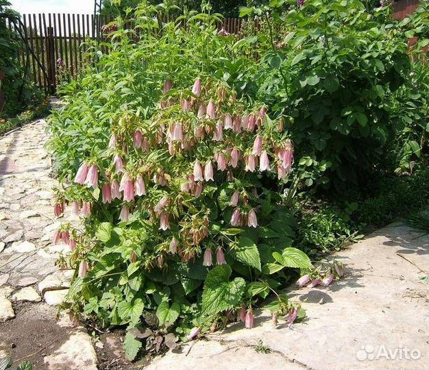 Колокольчик точечный такесима