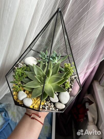 Флорариум. Цветы. Подарок учителю