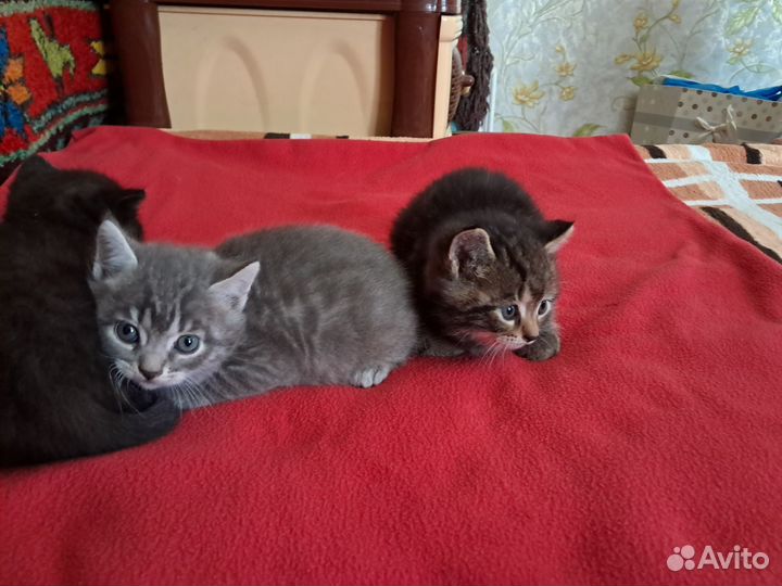 Котята в добрые руки