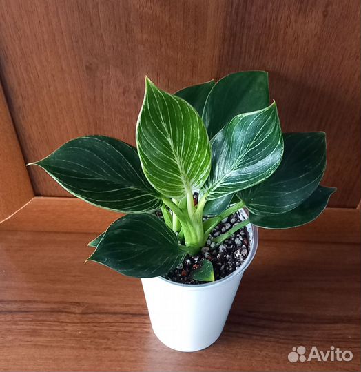 Филодендрон Биркин