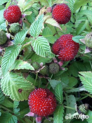 Малина - саженцы