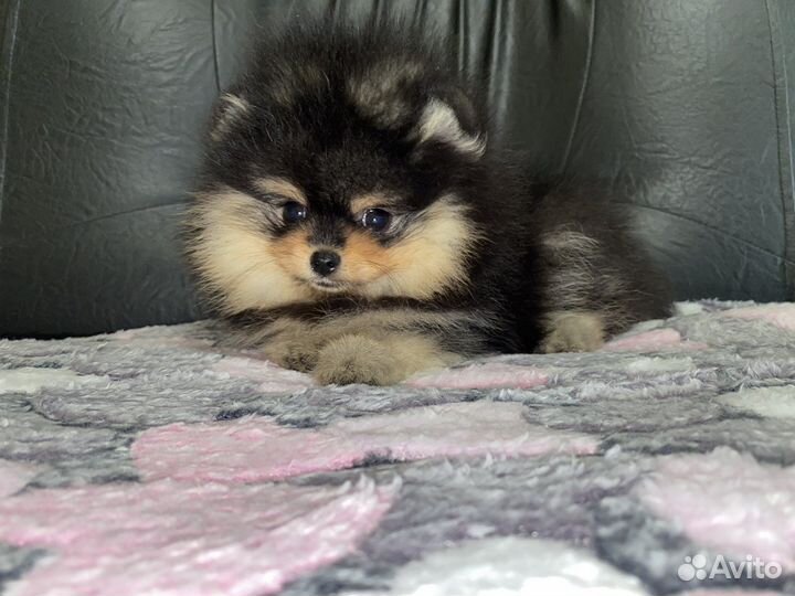 Шпиц девочка