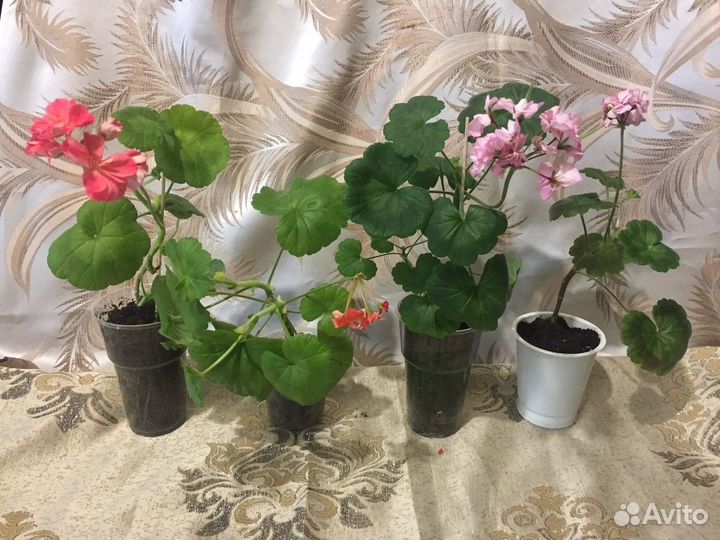 Комнатные цветы. Герань. Колеус