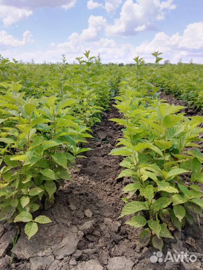 Войлочная вишня