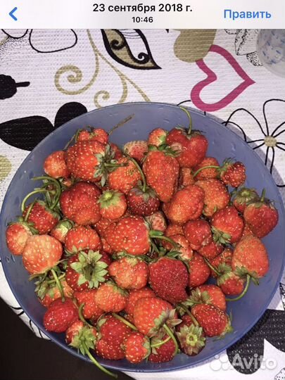 Продам ремонтантную без усую клубнику