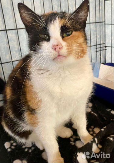 Люся стала ненужной после пяти лет жизни в семье