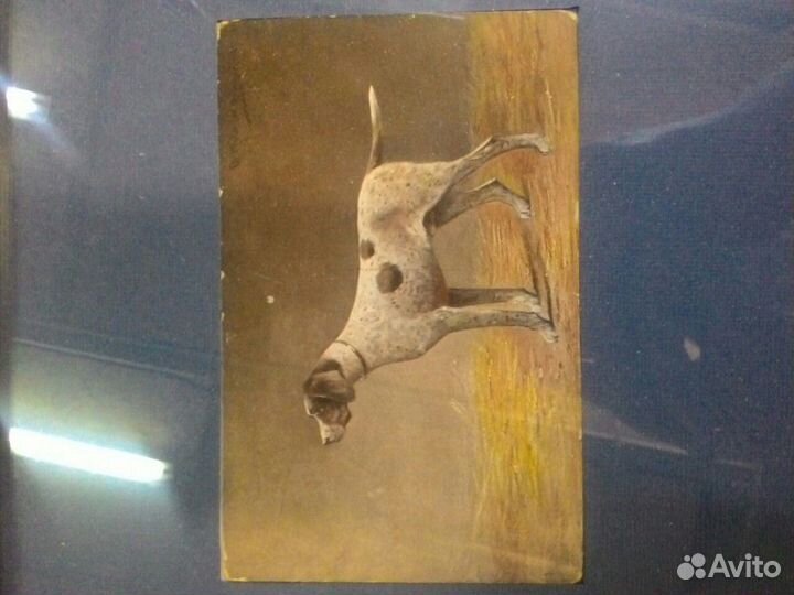 Открытка в рамке, собаки