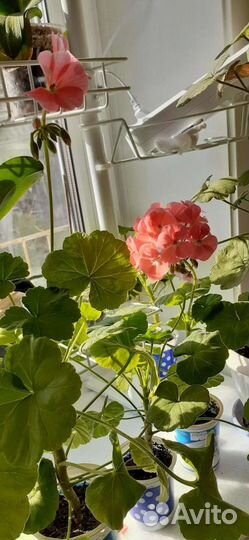 Герань пеларгония королевская