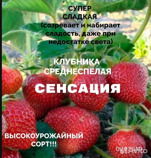 Рассада клубники в стаканчиках