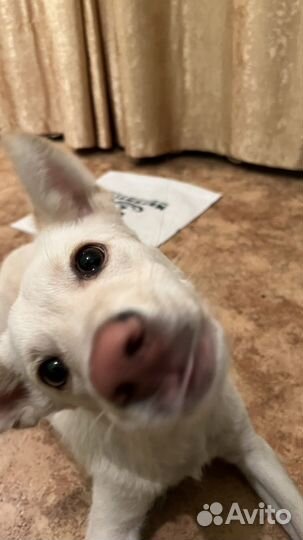 Собака в добрые руки