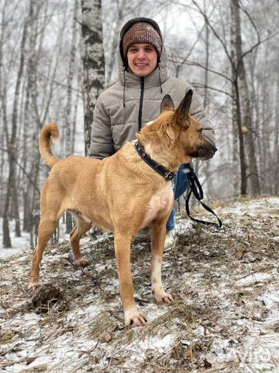 Собака в добрые руки