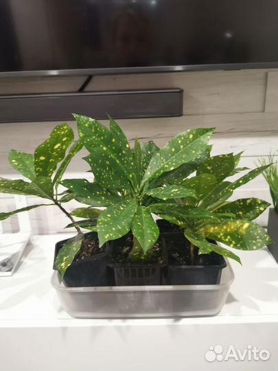 Аукуба японская