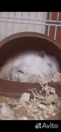 Хомячки вместе с клеткой