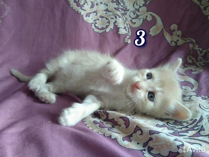 Котёнок(кошечка) 3 мес