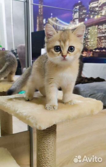 Котята золотая шиншилла