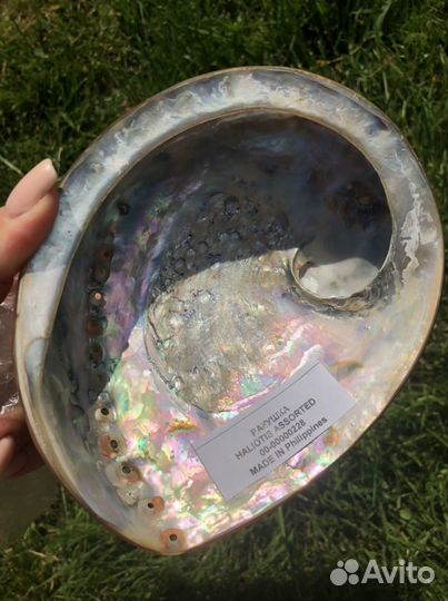 Ракушки интерьерные