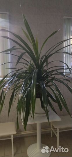 Комнатные цветы панданус