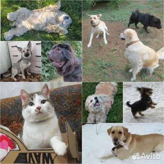 Передержка для животных