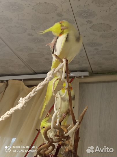 Корелла, рисовые амадины