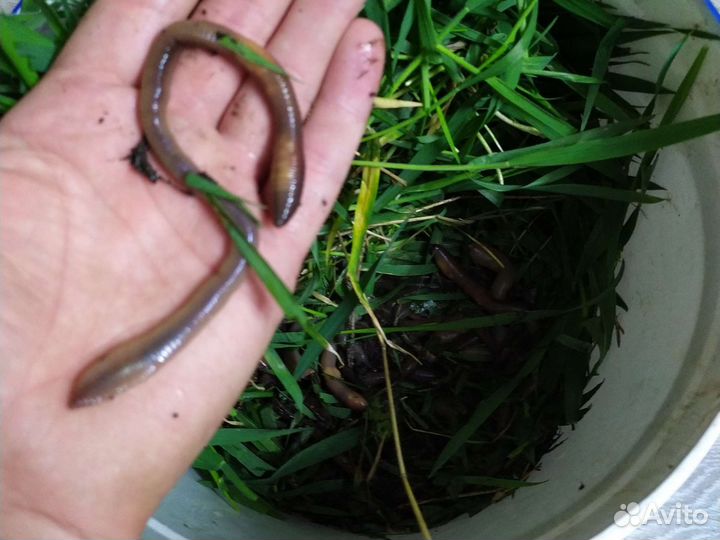 Черви выползки