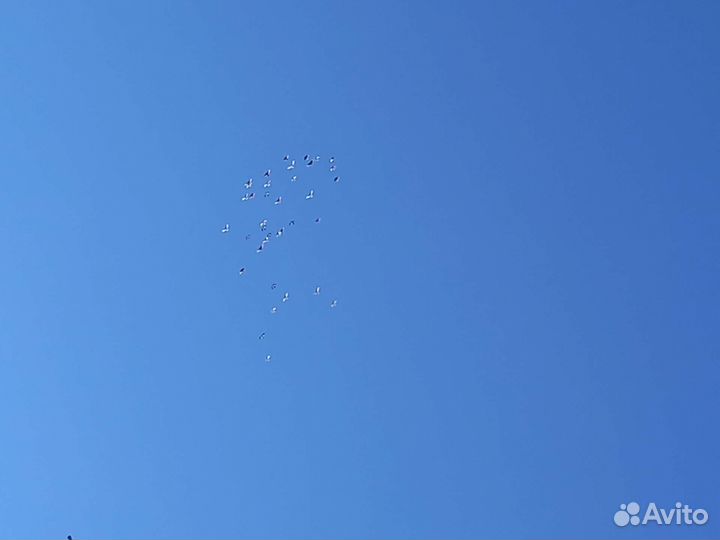 Голуби Пермские гривуны лимонные ижевские