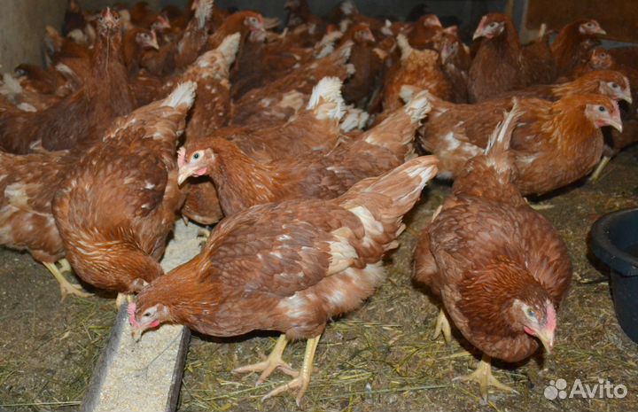 Куры-молодки