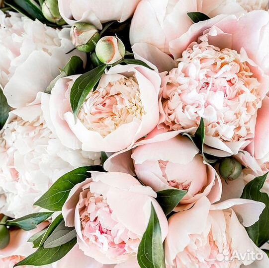 Мебельные купоны, велюр, 70см*70см