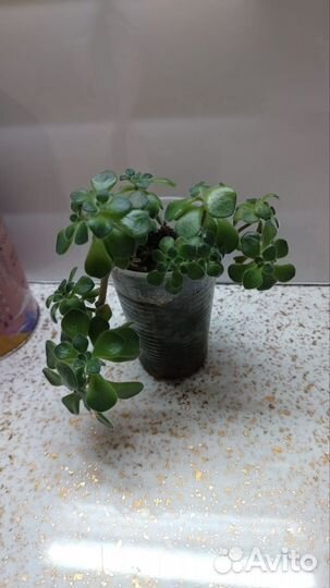 Комнатные растения