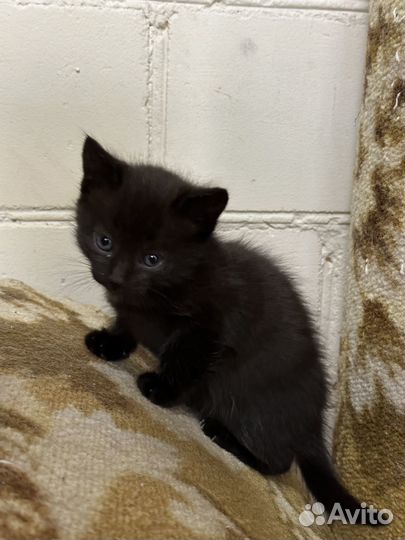 Отдадим 3 котёнка в добрые руки