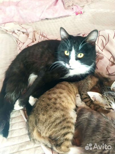 Продам кота