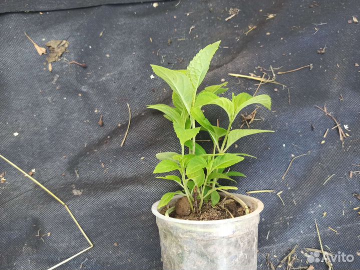 Гортензия саженцы