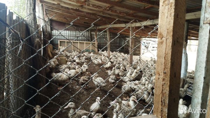 Утки муларды