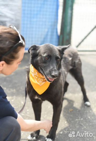 Красавчик Грэм, приют Некрасовка. Возьмите домой