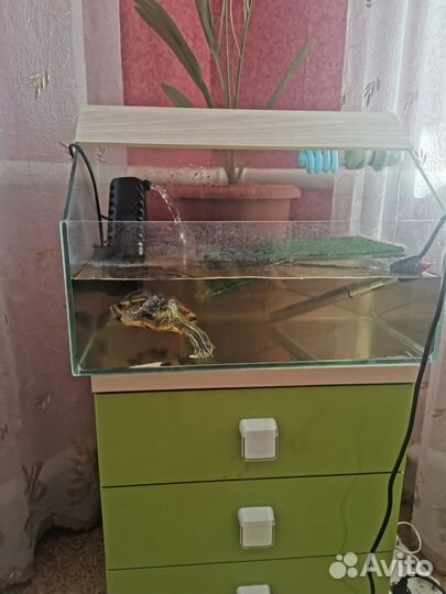 Террариум для красноухой черепахи