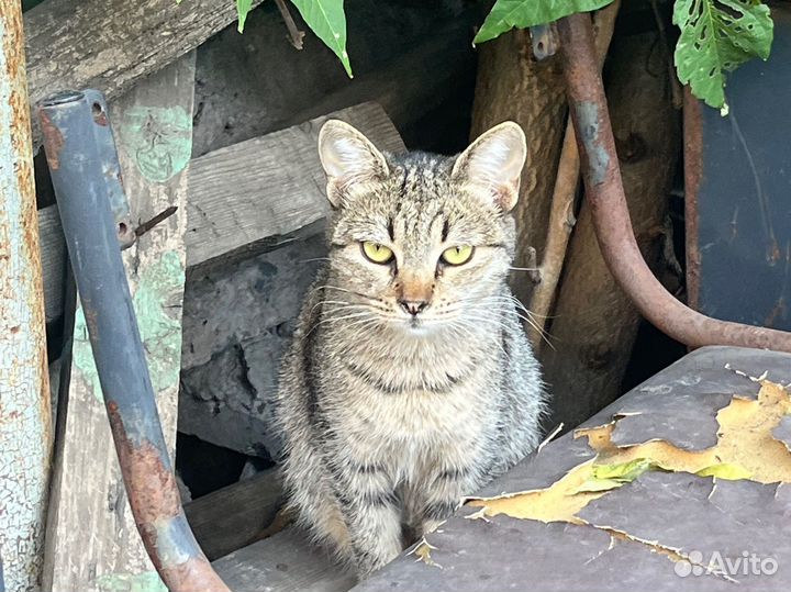 2 кошечки ищут дом