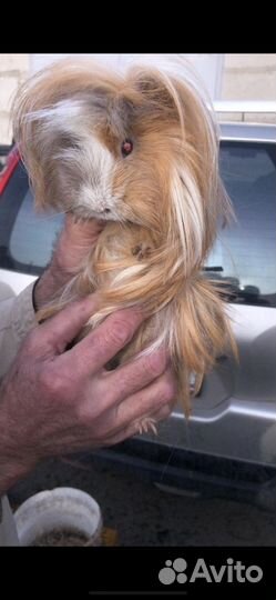 Морские свинки