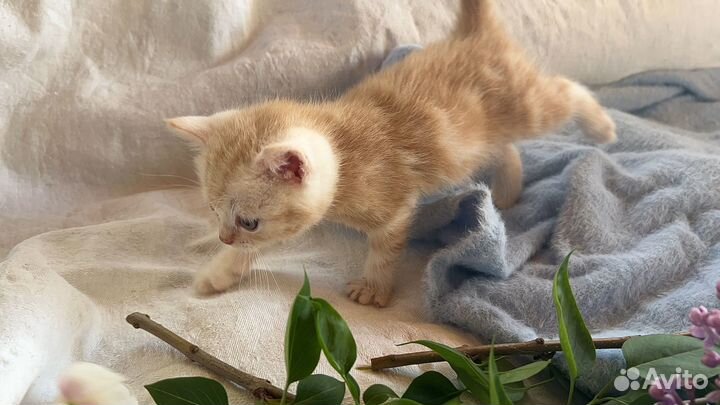 Британский котенок рыжий мальчик