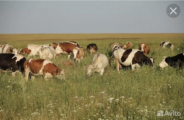 Козы и телята