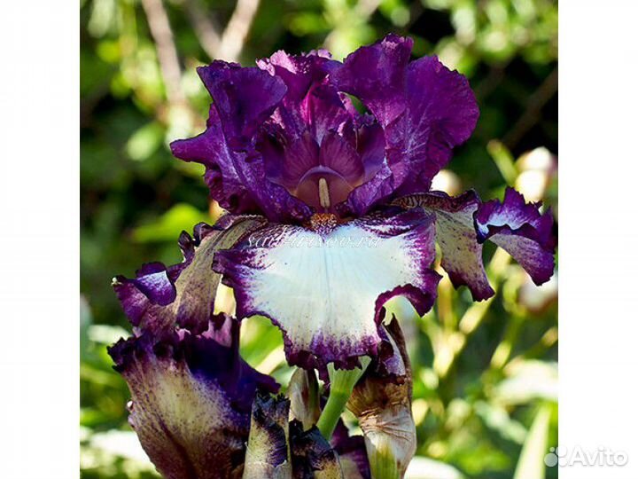 Ирис бородатый Галери