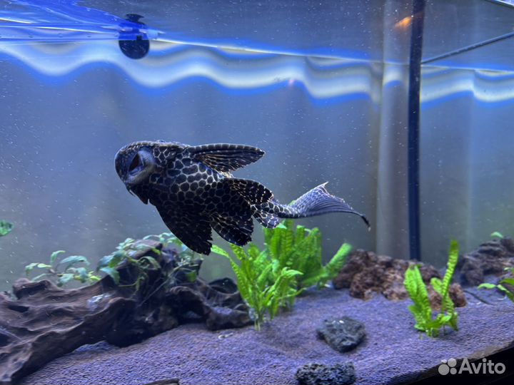Аквариум 200 л с тумбой