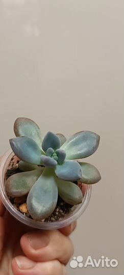 Эхиверии, красулы, седумы, сукуленты