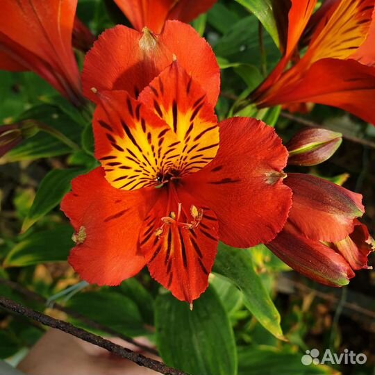 Корни альстромерии