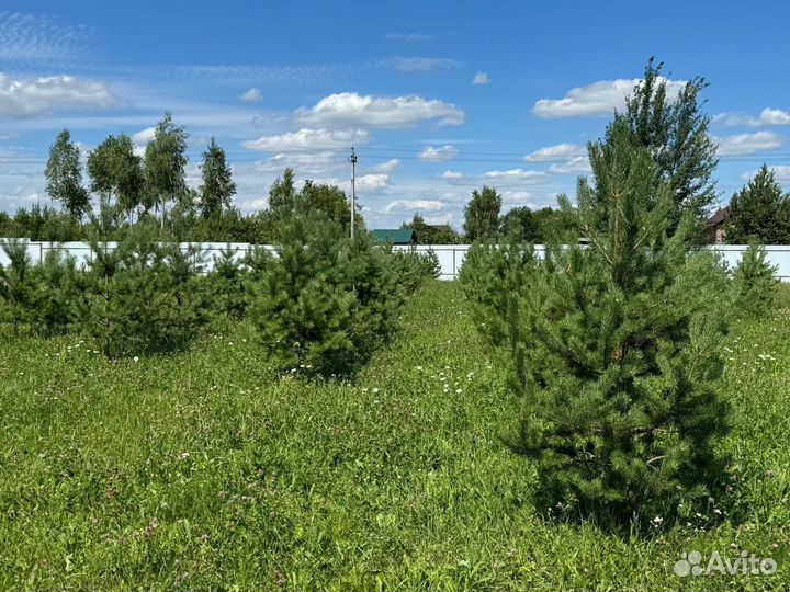 Подрощенные сосны