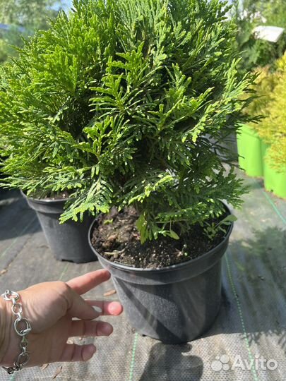 Туя Даника,Мирьям