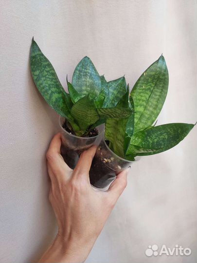 Сансевиерии сортовые