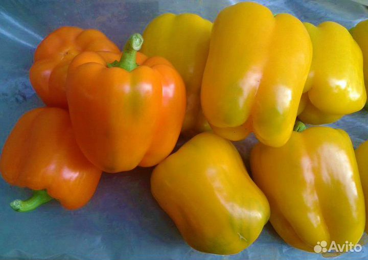 Семена овощей и цветов.Самые лучшие семейные сорта