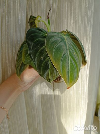 Филодендрон Миланохризум