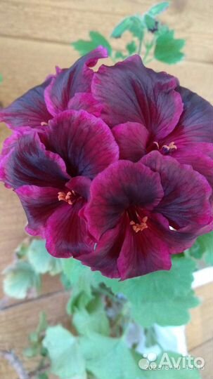 Пеларгония герань